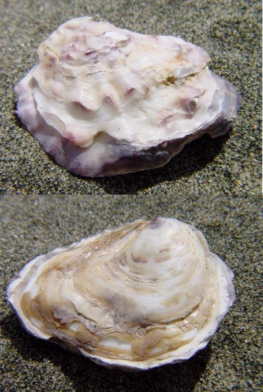 Ostrea edulis (L''ostrica)